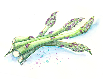 4 Hand-illustrated asparagus